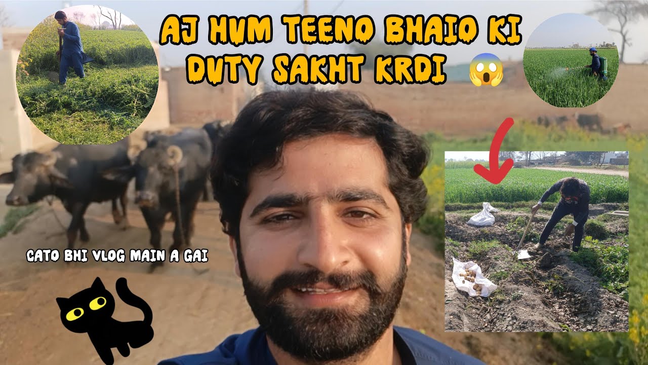 AJ Kam kar k thak gye 🙂‍↕️ | spray ki tenki ulat gai 😂 | Daily routine  | Arain Dairy Farm vlog 