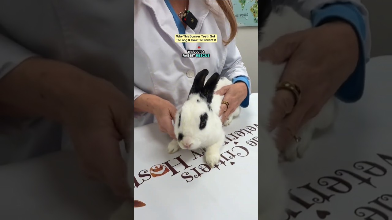 Rabbit Dental Disease