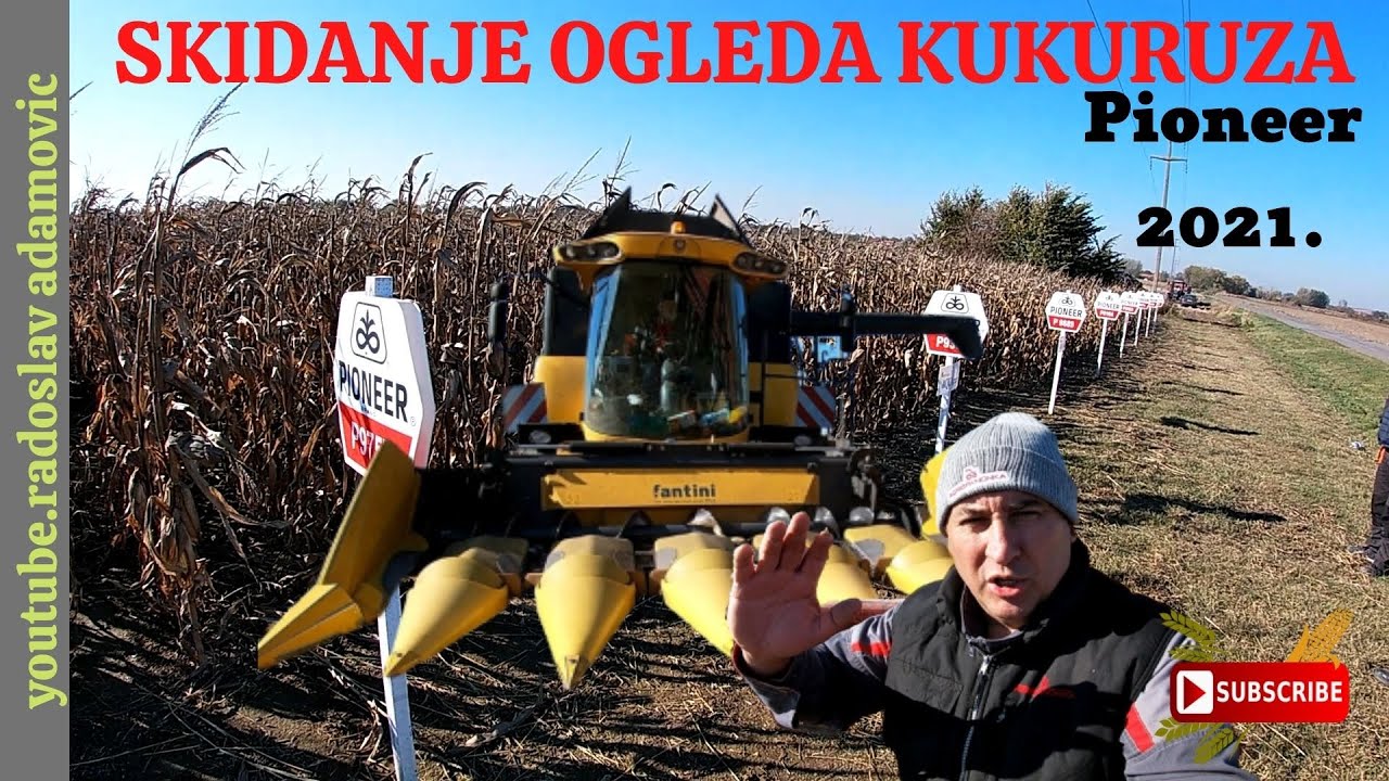 SKIDANJE OGLEDA KUKURUZA: PIONEER 2021. ; HARVEST OF THE MAIZE EXPERIMENTAL FIELD: PIONEER 2021;