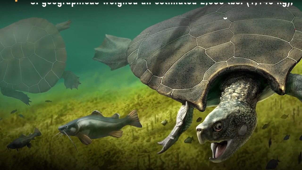 Humongous Turtle Shell Unearthed