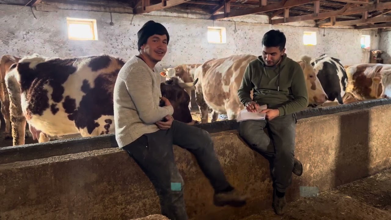 15 litre süt veren ineğin geliri ve gideri  // İşte tüm gerçekler // BÖLÜM 1
