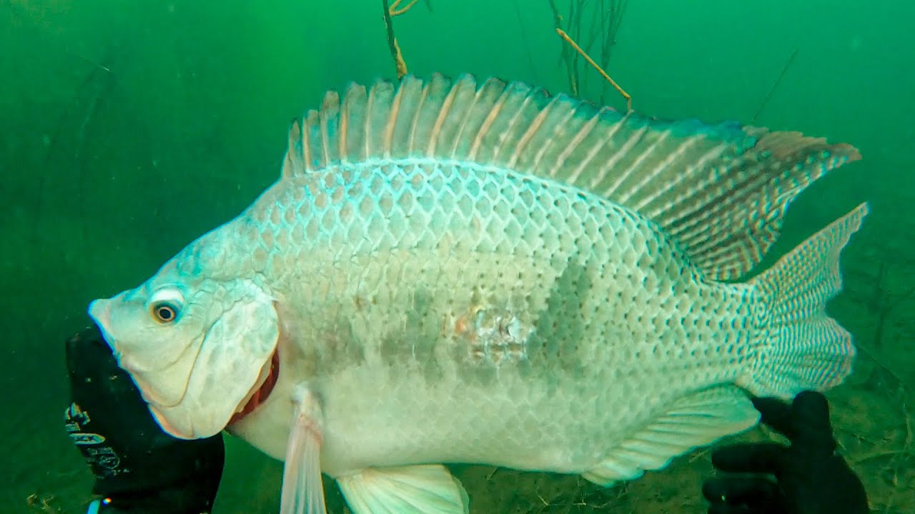 É MUITO PEIXE - Atasub Pesca Sub