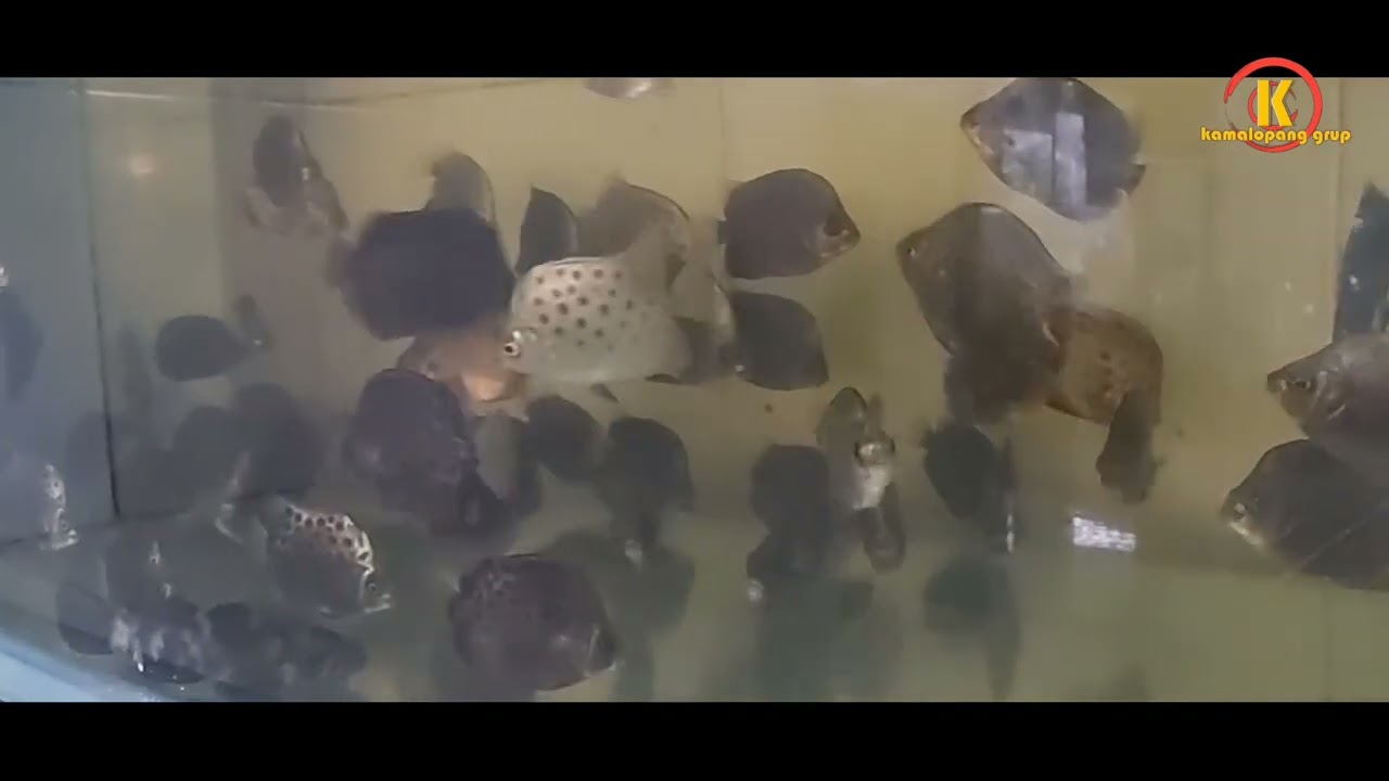 IKAN KIPER - PENJELASAN SINGKAT MENGENAI IKAN KIPER