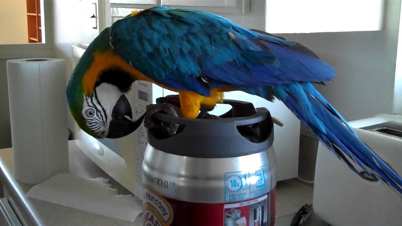 Koonu Guarding the Beer