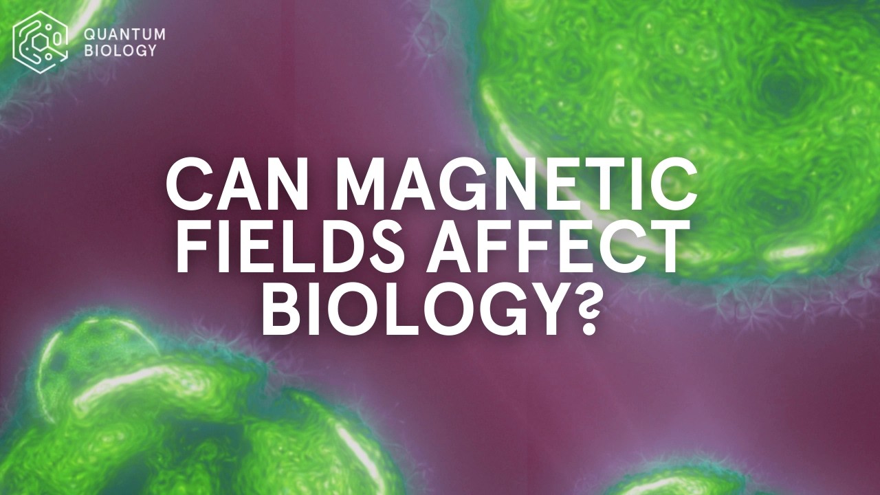 Can Magnetic Fields Control Biology? A Quantum Biology Experiment Explained