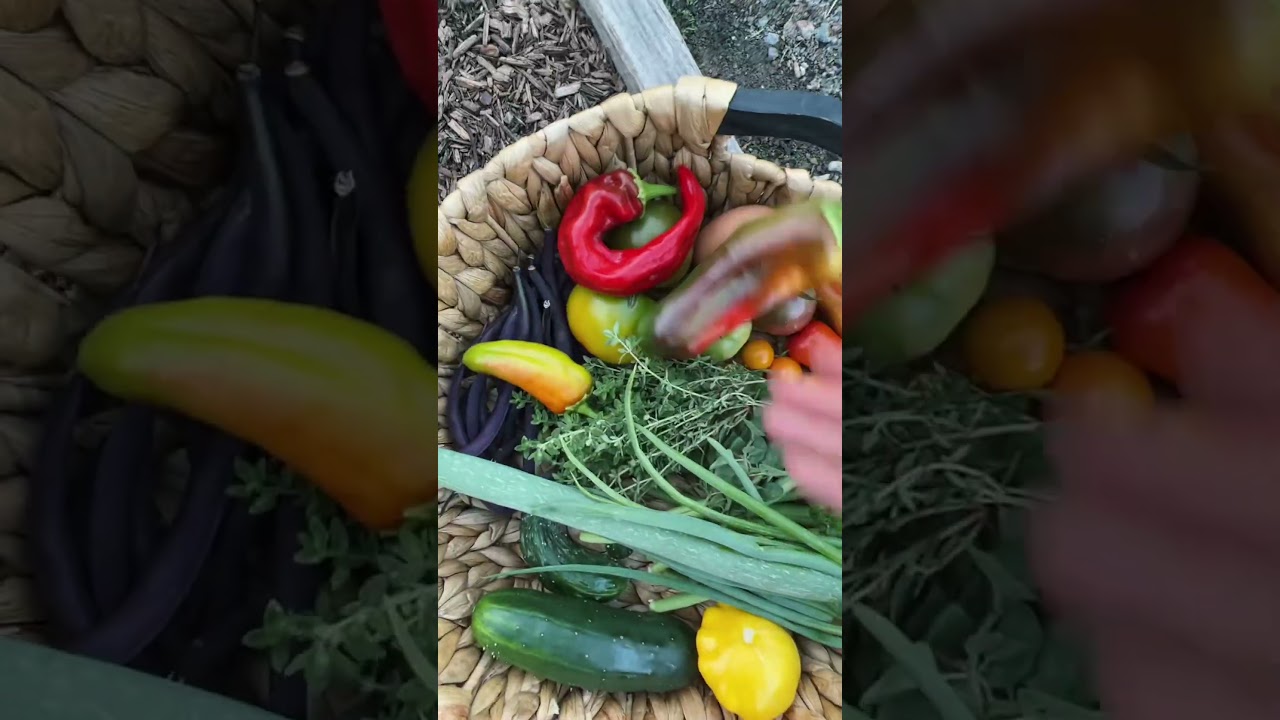 Tonight&rsquo;s #gardentotable dinner 🌶🥒🍅🫑 #growyourownfood #gardenharvest #vegetables #meatballs