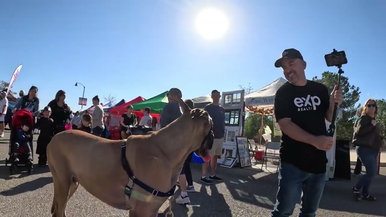 Cash 2.0 Great Dane at the Simi Valley street fair 2022 (2 of 12)