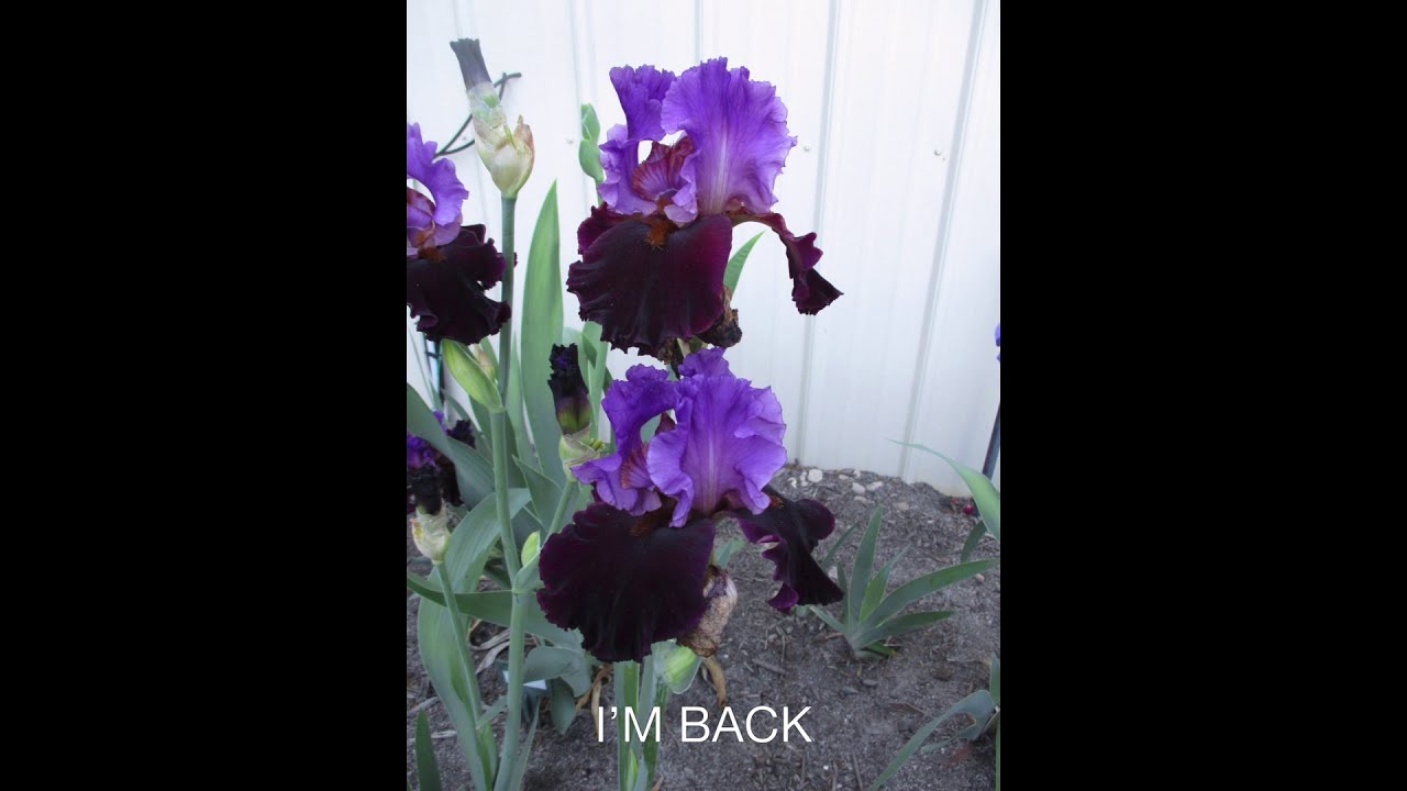BEARDED IRIS BLOOMS