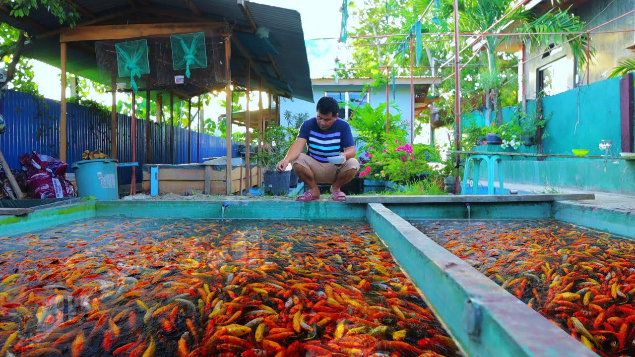 Amazing Fish Farming Method - Raising fish on concrete tanks, Harvesting hundreds of Japanese koi