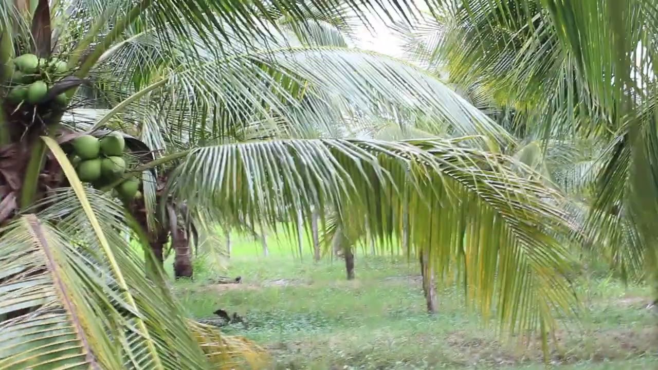Sweet Coconut