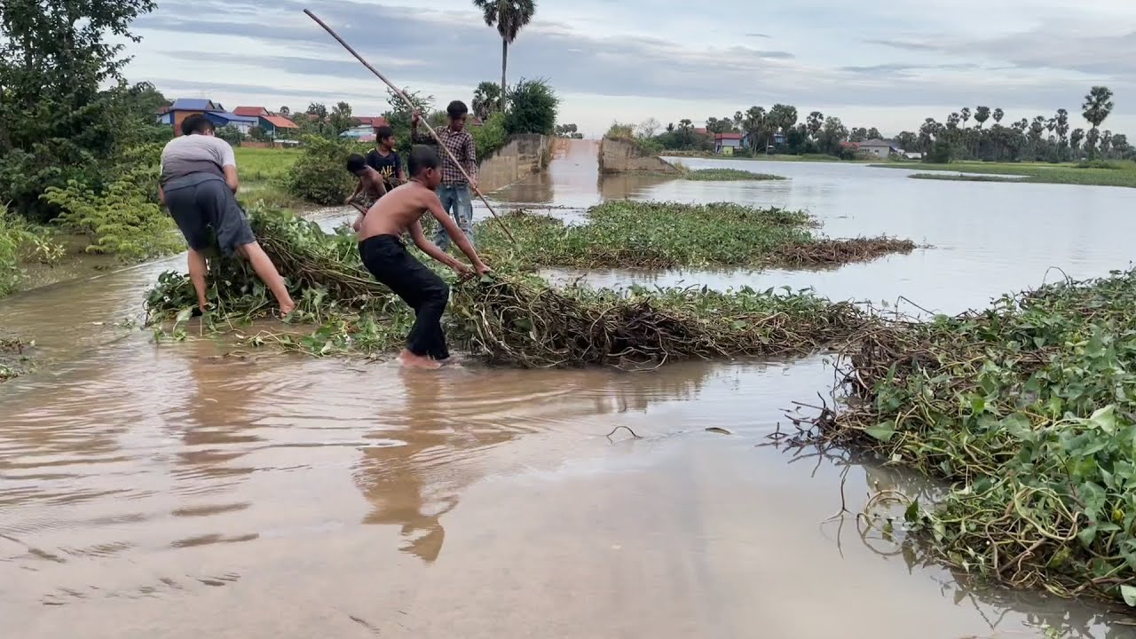 Remove floating plants that are stuck on the main drainage dam