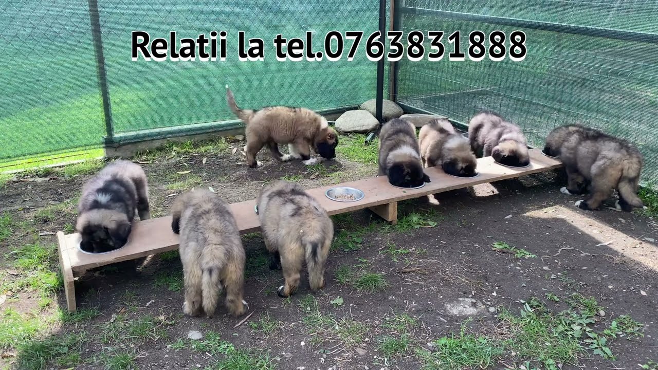 Hrana pui ciobanesti caucazieni 2 luni