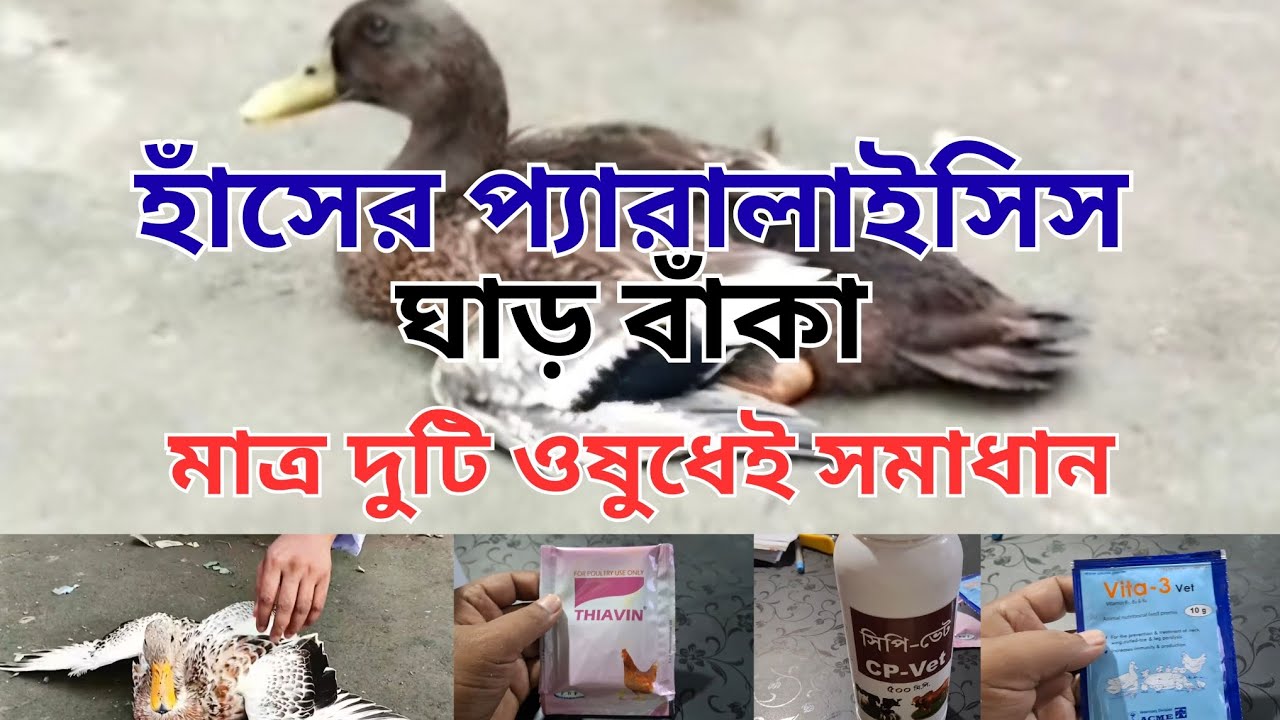 হাঁসের প্যারালাইসিস। পা পরে যাওয়া। ঘাড় বাঁকা রোগের সমাধান। Duck paralysis 