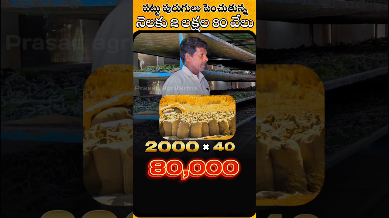 నెలకు 2లక్షల 80 వేలు...  #sericulture #silkwormfarming #telugu #shorts #trending #bestbusinessideas