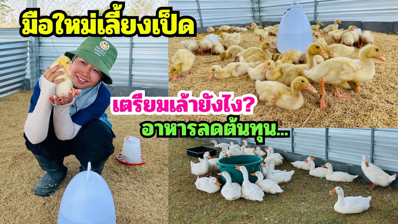 มือใหม่เริ่มต้นเลี้ยงเป็ด เตรียมเล้าเป็ด เตรียมอาหารลดต้นทุนอะไรบ้าง (อัพเดทเป็ด 2 สัปดาห์)