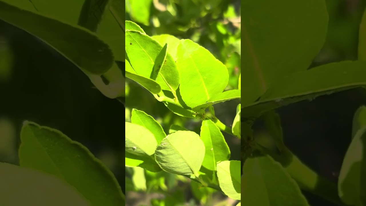 Plaga de Chinche Asesina Zelus en el Limonal 