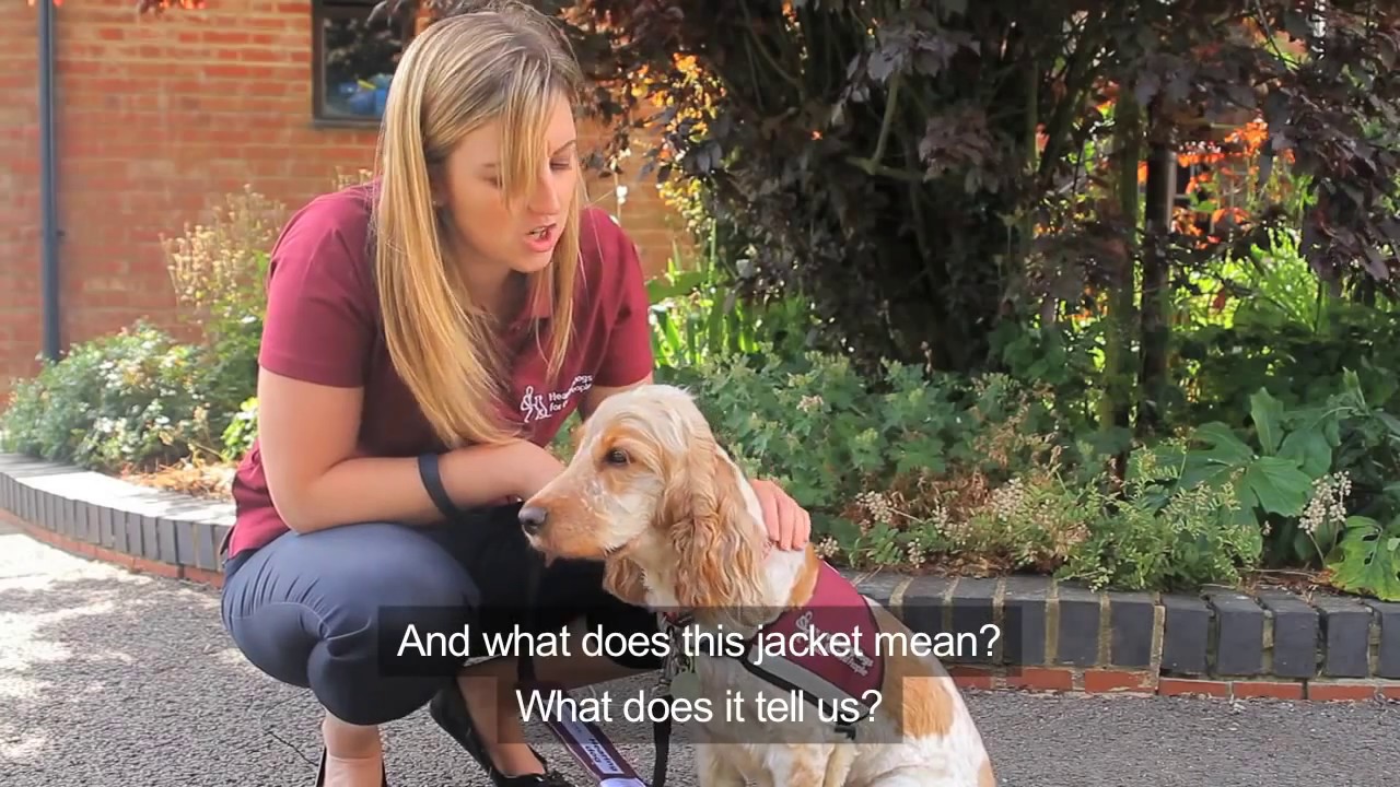 About deaf people and their hearing dogs trained by Hearing Dogs for Deaf People