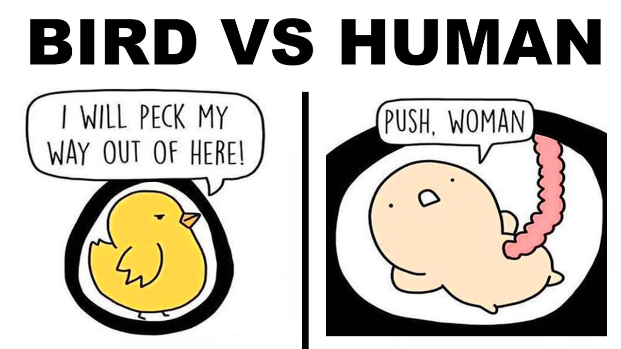 CARTOON MEMES