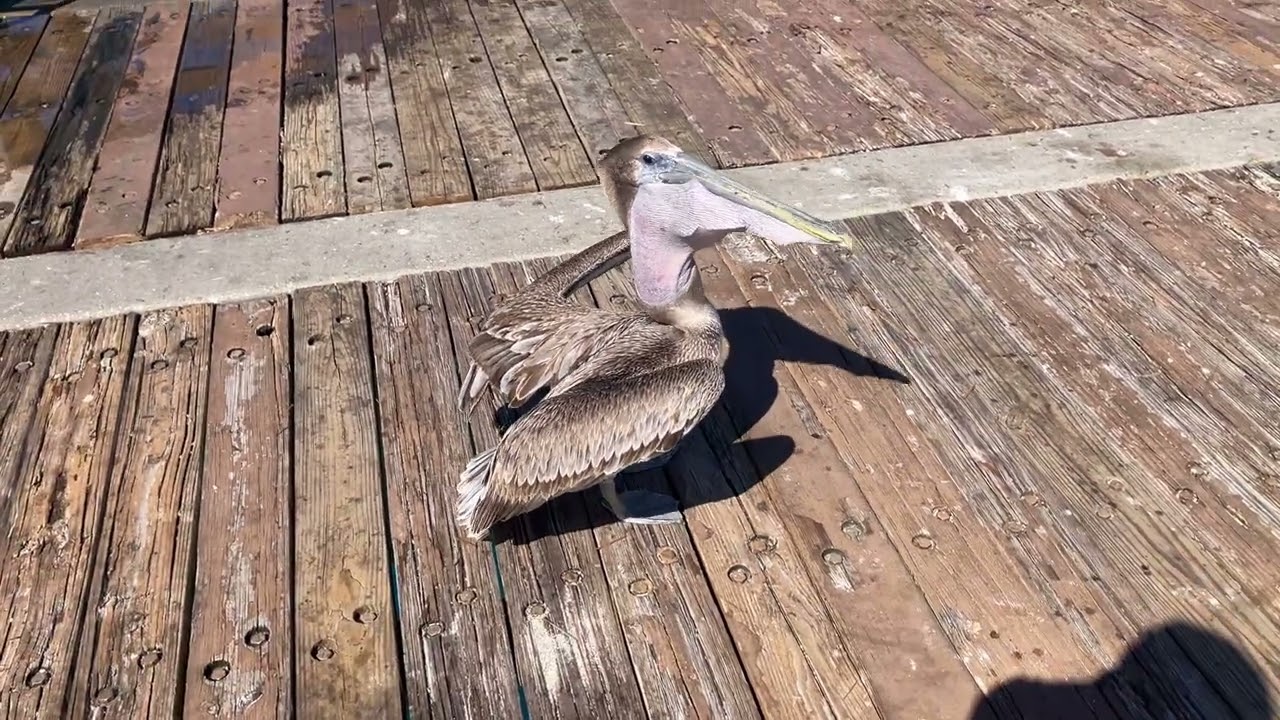 Pelican trying to eat a large fish at Juno beach pier