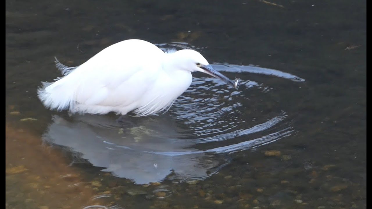 冬の山崎川で足を震わせて採餌するコサギ / Little Egret foraging with its legs trembling along Yamazaki River in winter