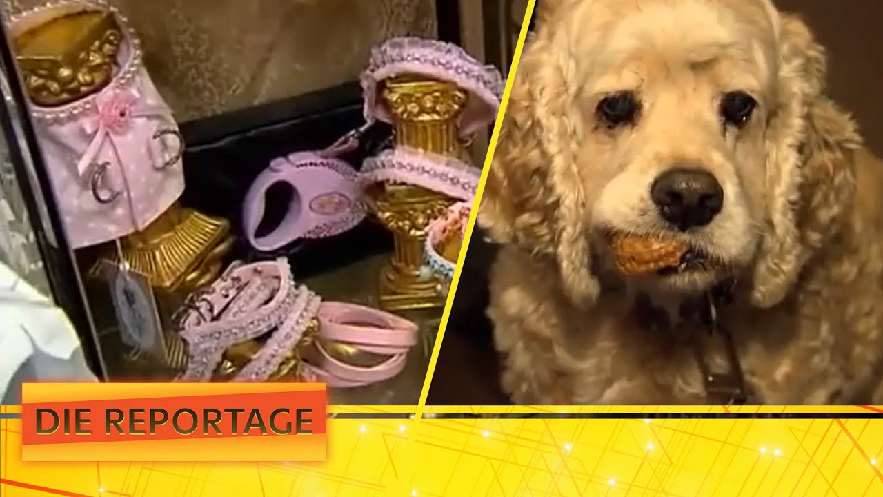 Nur das Beste für den Liebling? Das Milliardengeschäft Haustier! | 1/2 | Die Reportage | ATV