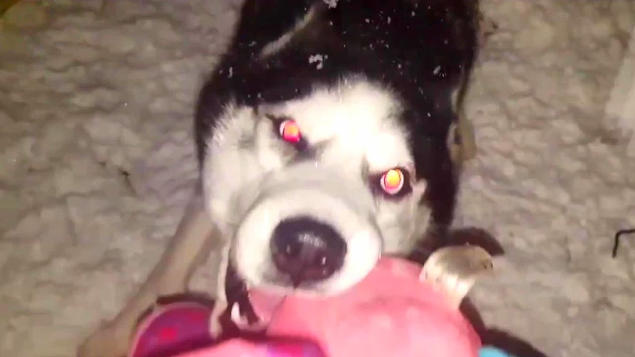 Max the husky: Max se vuelve LOCO cuando nieva! ¿Max endemoniado? ¿Poseído?