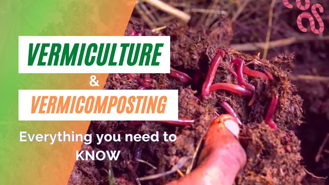 Vermiculture & Vermicomposting: Everything you need to know!
