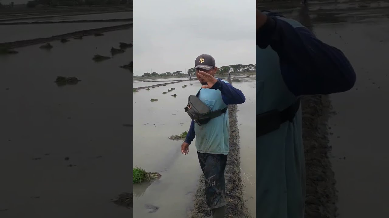 Dapat job sawahnya panjang kaya sungai gaez😂#viralvideo #sawah #padi