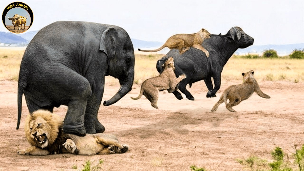 Uganda Salvaje &ndash; Donde La Naturaleza Nunca Se Rinde Documental | De Vida Salvaje | Vida Animal TV