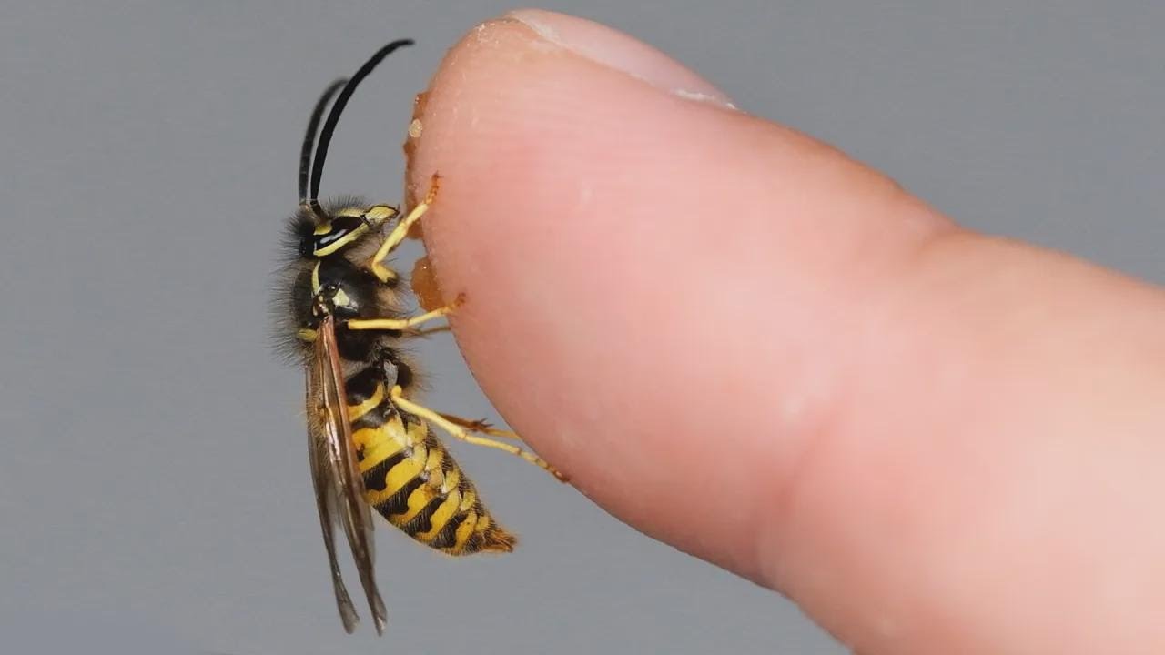 Wasps: Facts and Myths