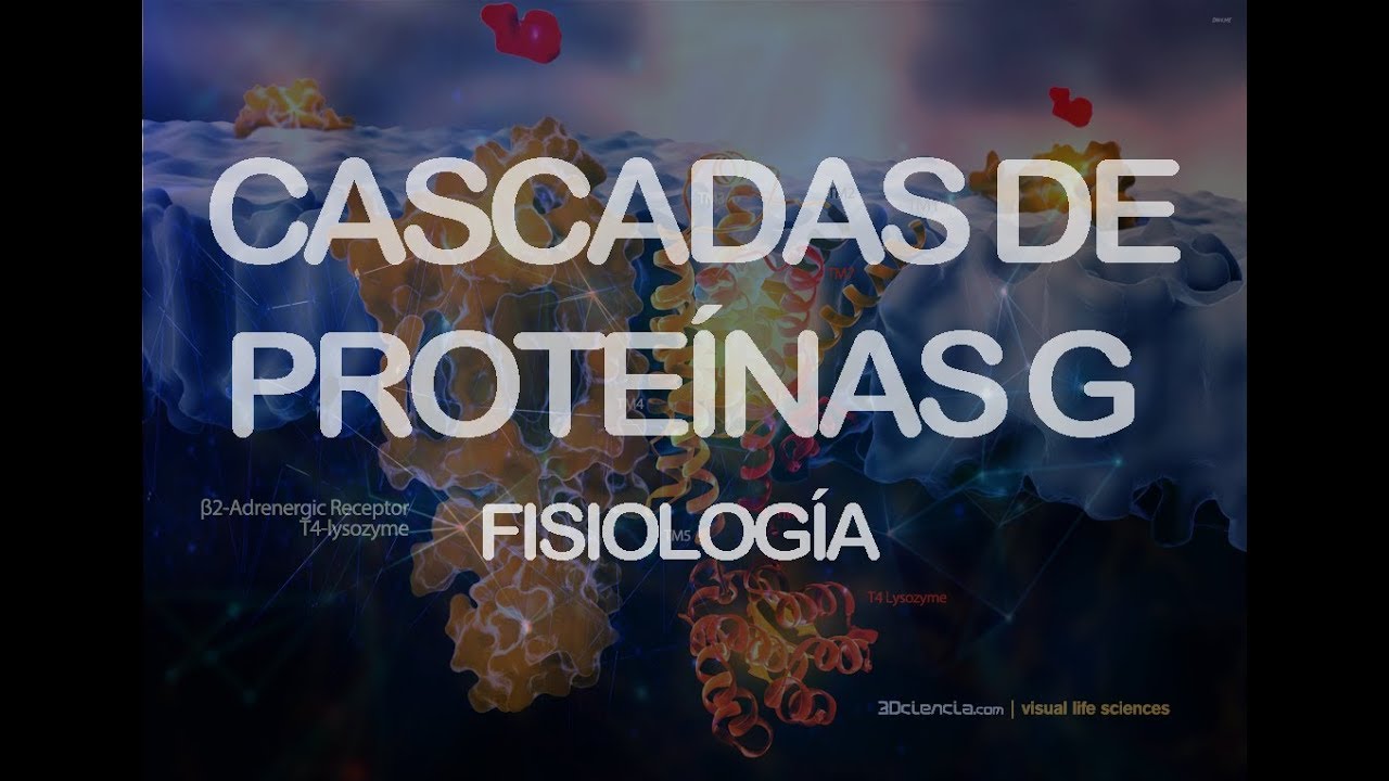 Cascadas de proteínas G | Fisiología