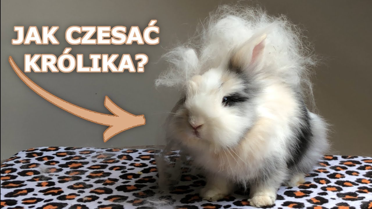 Jak bardzo linieją króliki ? NAJLEPSZY SPOSÓB NA CZESANIE KRÓLIKA!