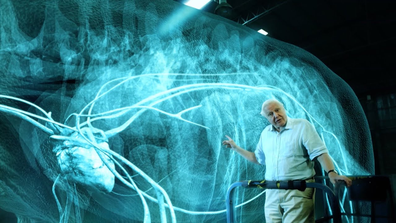 The heart of a titanosaur - Attenborough and the Giant Dinosaur: Preview - BBC