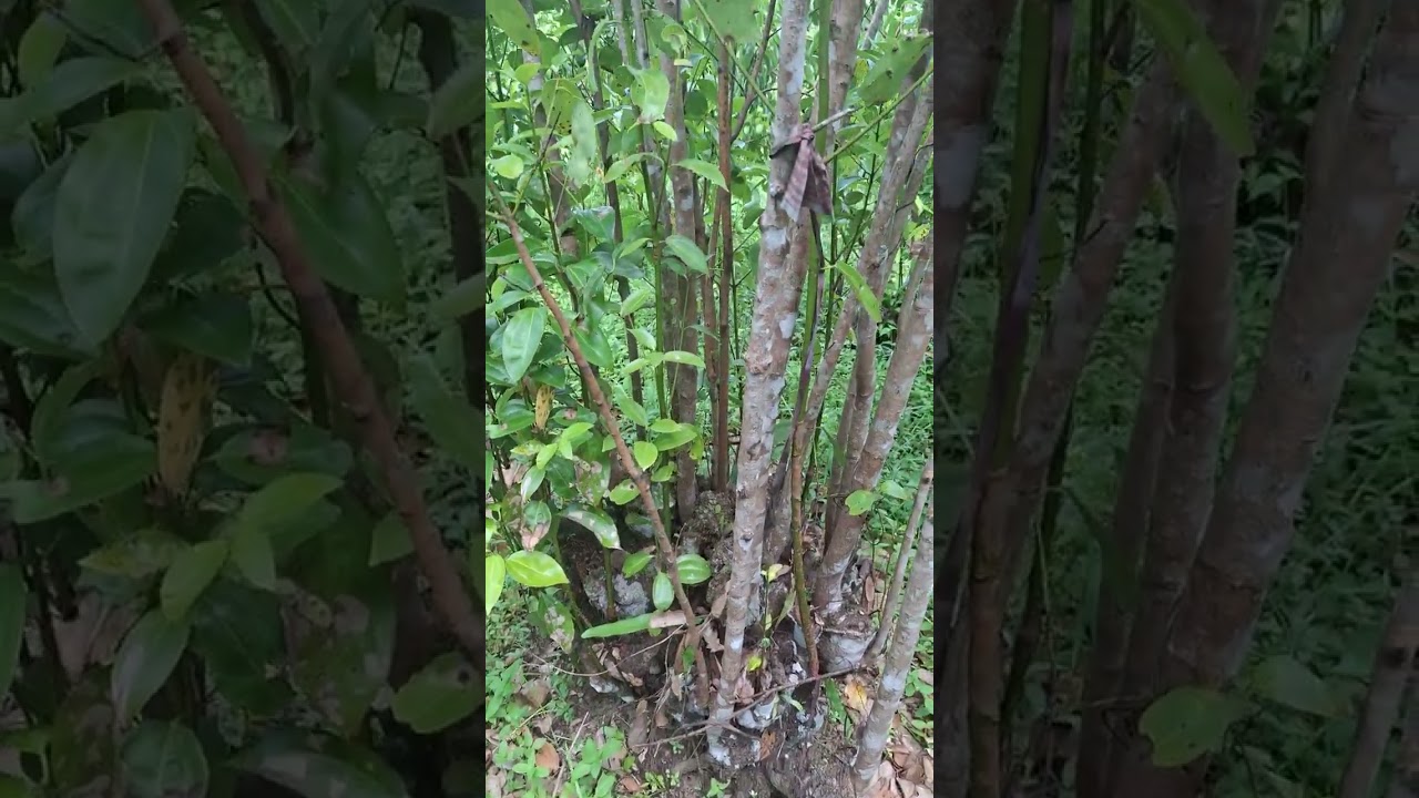 සින්නක්කර කුරුදුඅක්කරයක් 55   