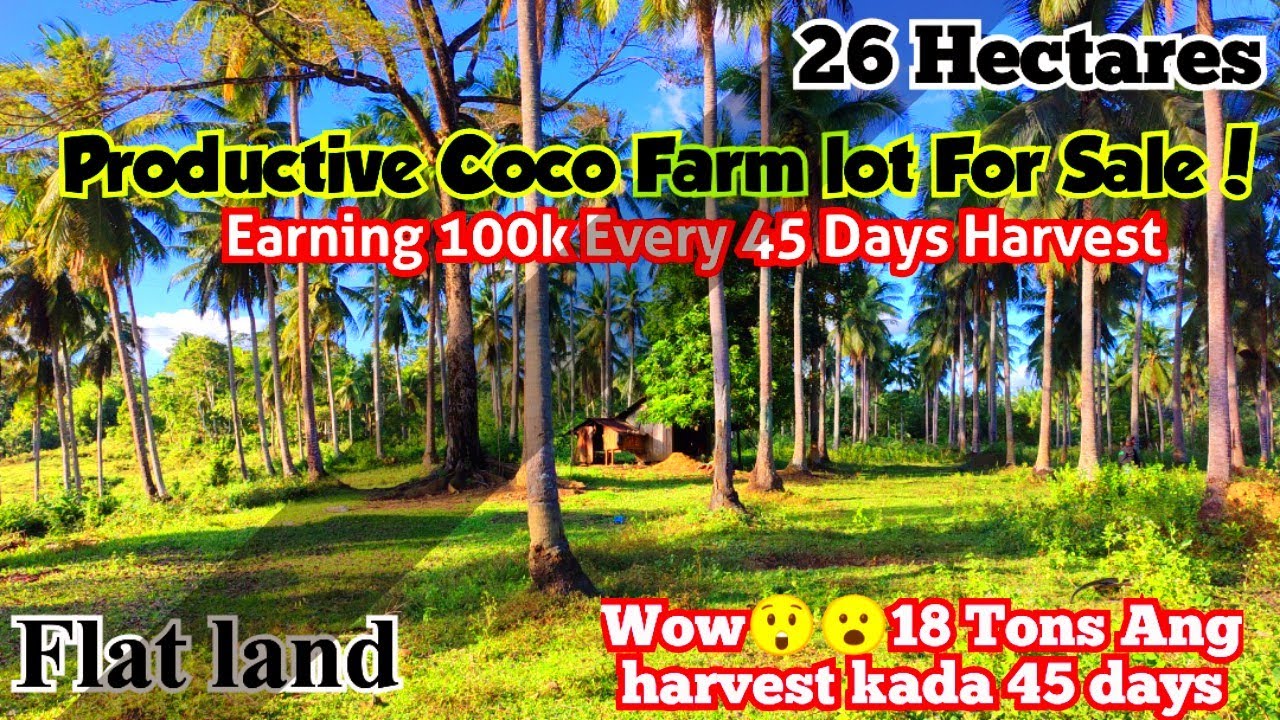 V#130👉Profitable Flat land Farm lot For Sale Earning 100k every 45 Days🥰  Price 👉60 per Sqm. 26 Has