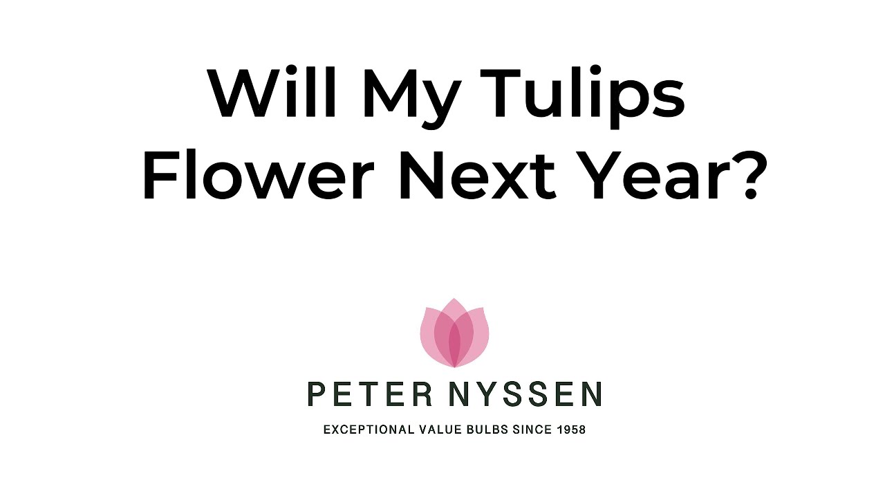 Will my tulips flower next year?