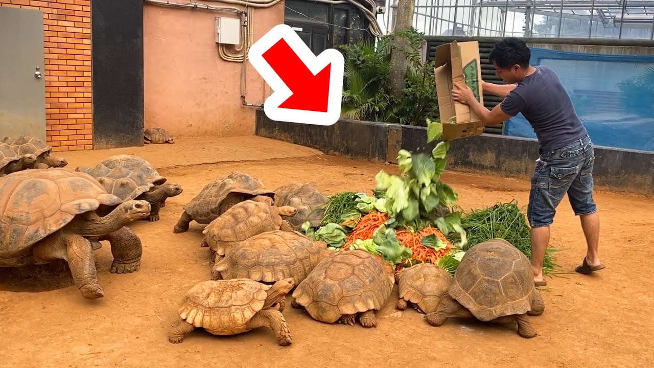１００匹以上の巨大リクガメの群れに山盛りの野菜を投入した結果・・・！