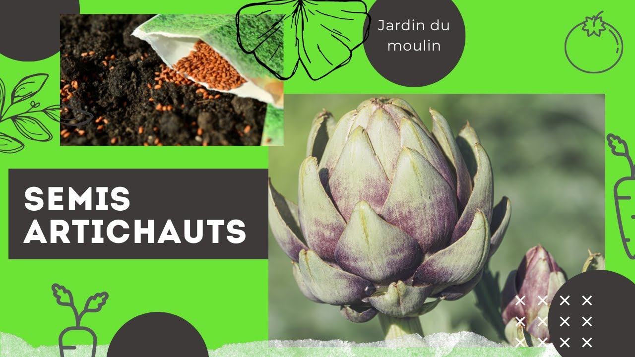 Semer vous mêmes vos artichauts