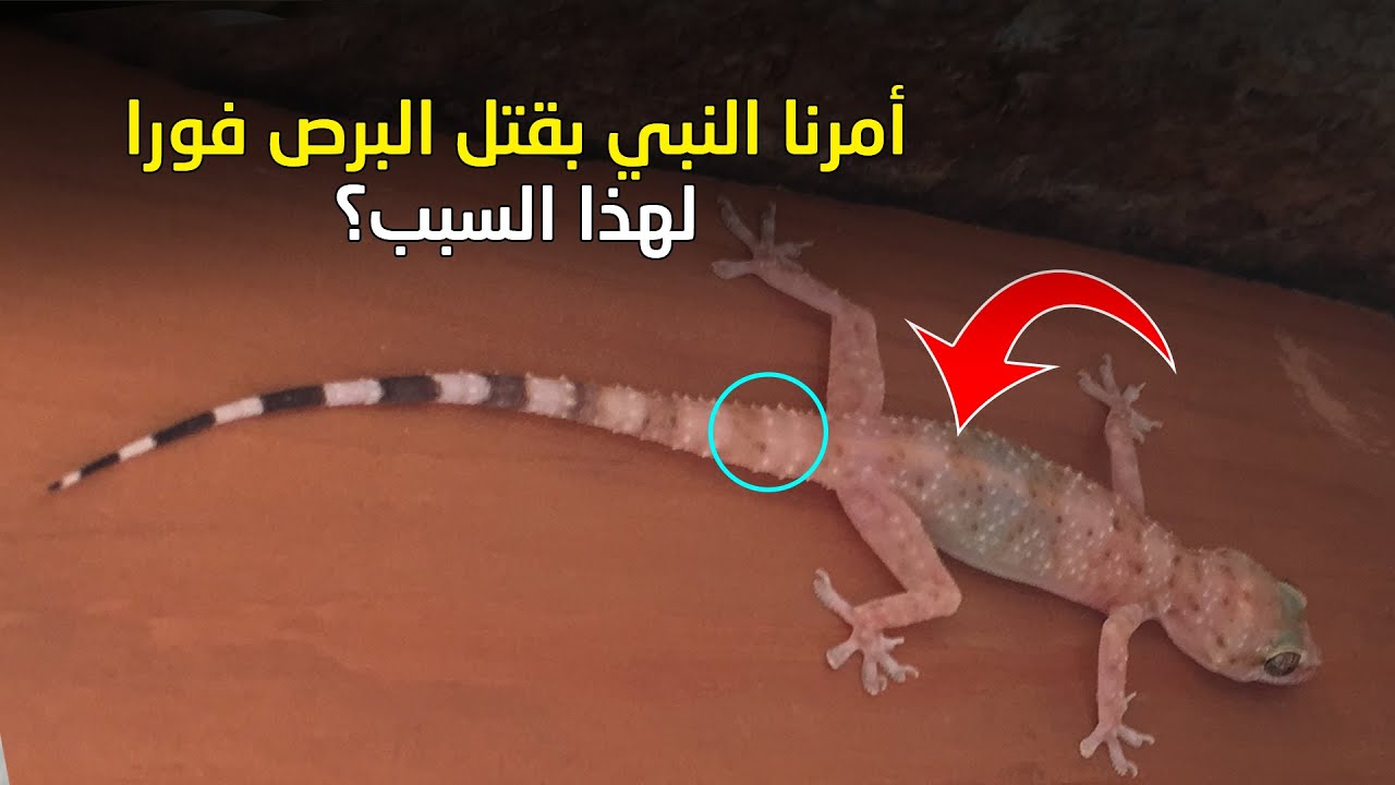 العلم يكشف السر الصادم… لماذا أمر النبي ﷺ بقتل الوزغ فورًا؟!