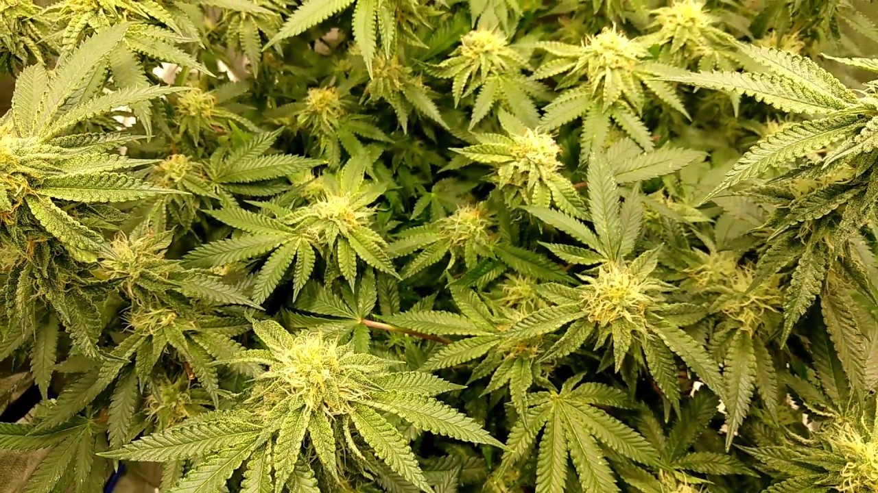Purple Portal and Dark Helmet from Ocean Grown Seeds Update