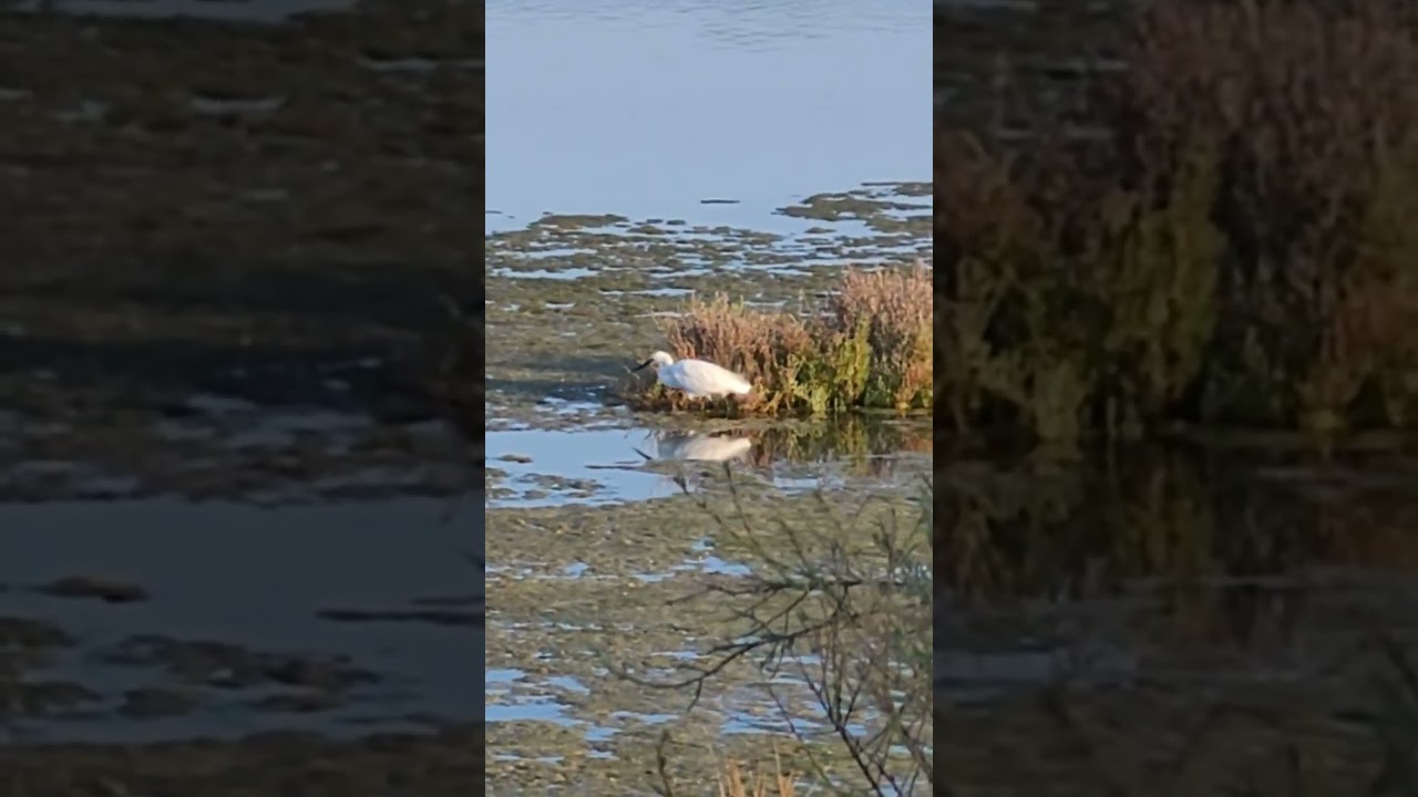 Riserva Naturale regionale Valle Cavanata Grado GO Italy