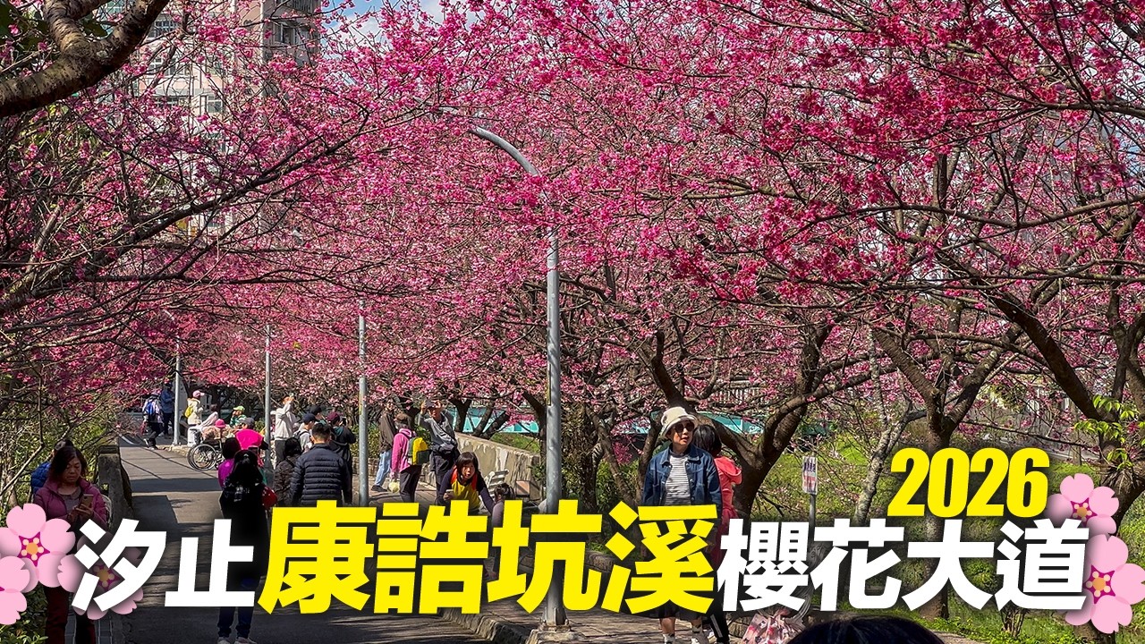 新北汐止康誥坑溪櫻花大道2026/2/10滿開中｜4K HDR｜Xizhi Cherry Blossom Avenue, New Taipei, Taiwan