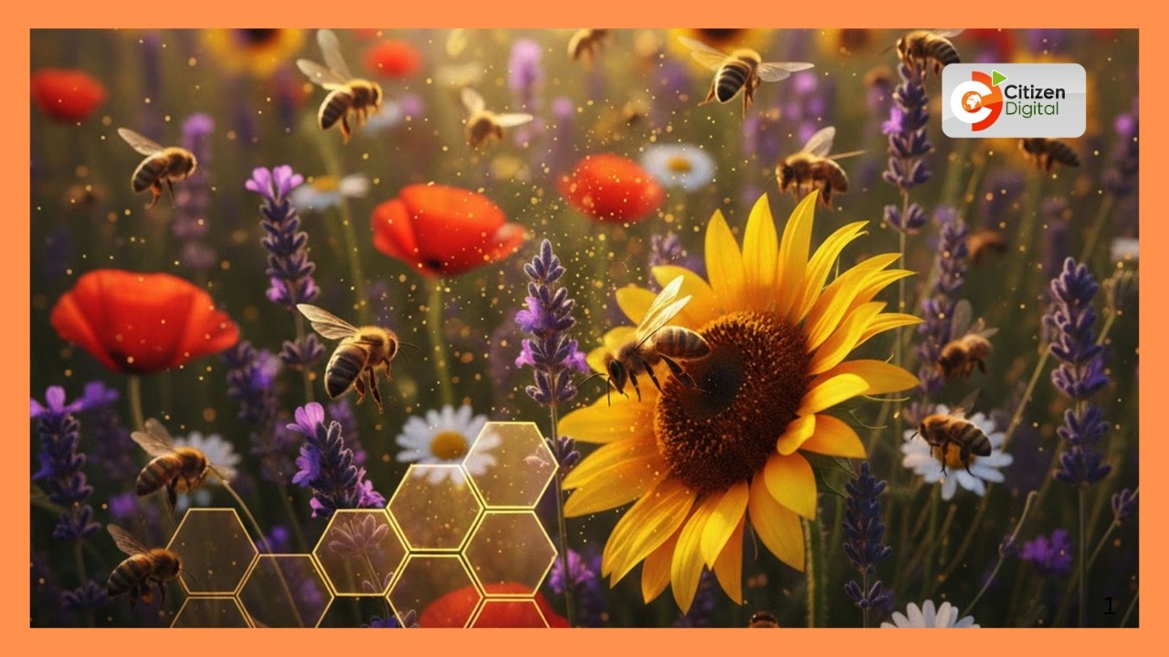 Kenya's gold chat | Bee farming in Kenya