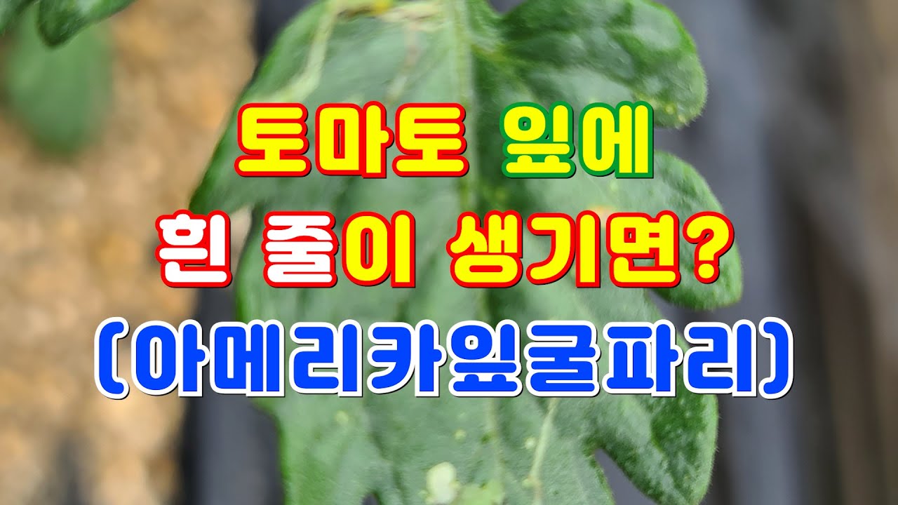 토마토 잎에 흰 줄이 생기면? (아메리카잎굴파리)