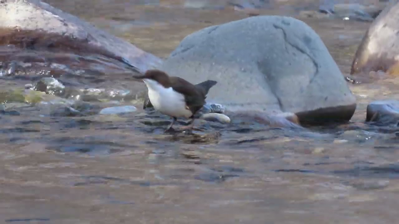 обыкновенная оляпка  (лат. Cinclus cinclus)