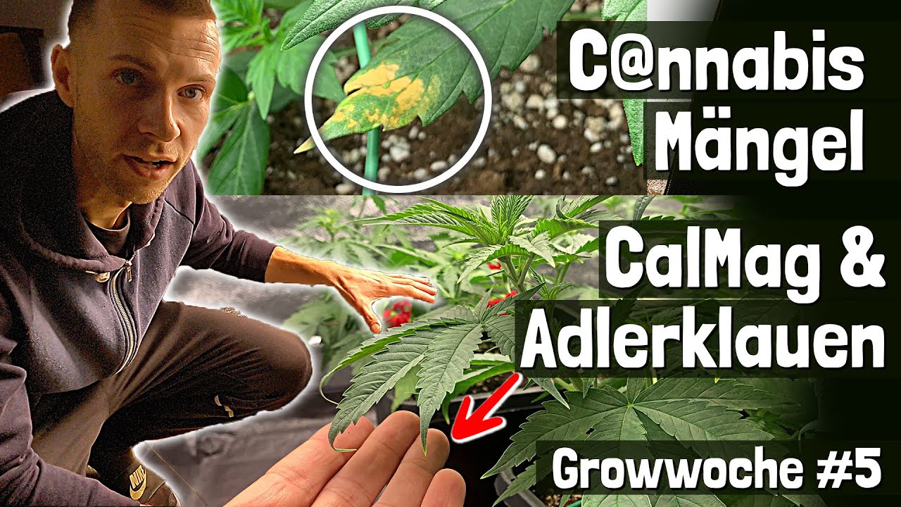 Cannabis Vorbl&uuml;te erkennen & CalMag-Probleme &ndash; Woche 5 im Grow