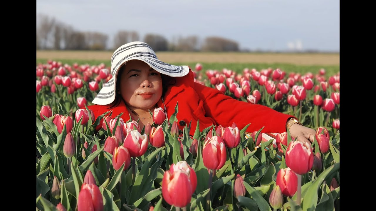 Meerdonk  Tulips Fields Spring 2021