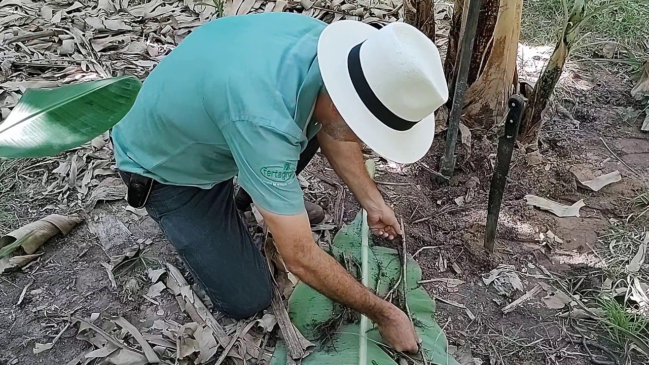 Aprenda como identificar nematóides no bananal. 77 9 9996-9575