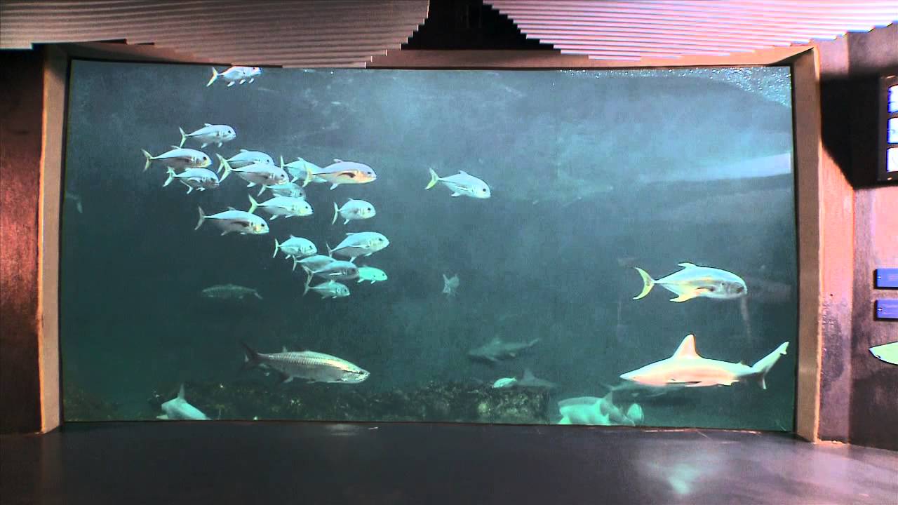 Tiburones del Acuario de Veracruz