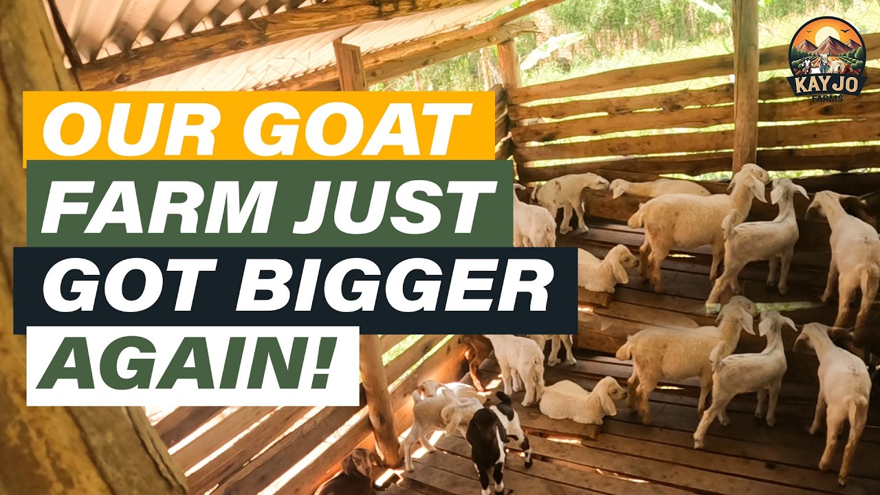 Our Goat Farm Just Got Bigger… Again! | ep105 #goatfarming